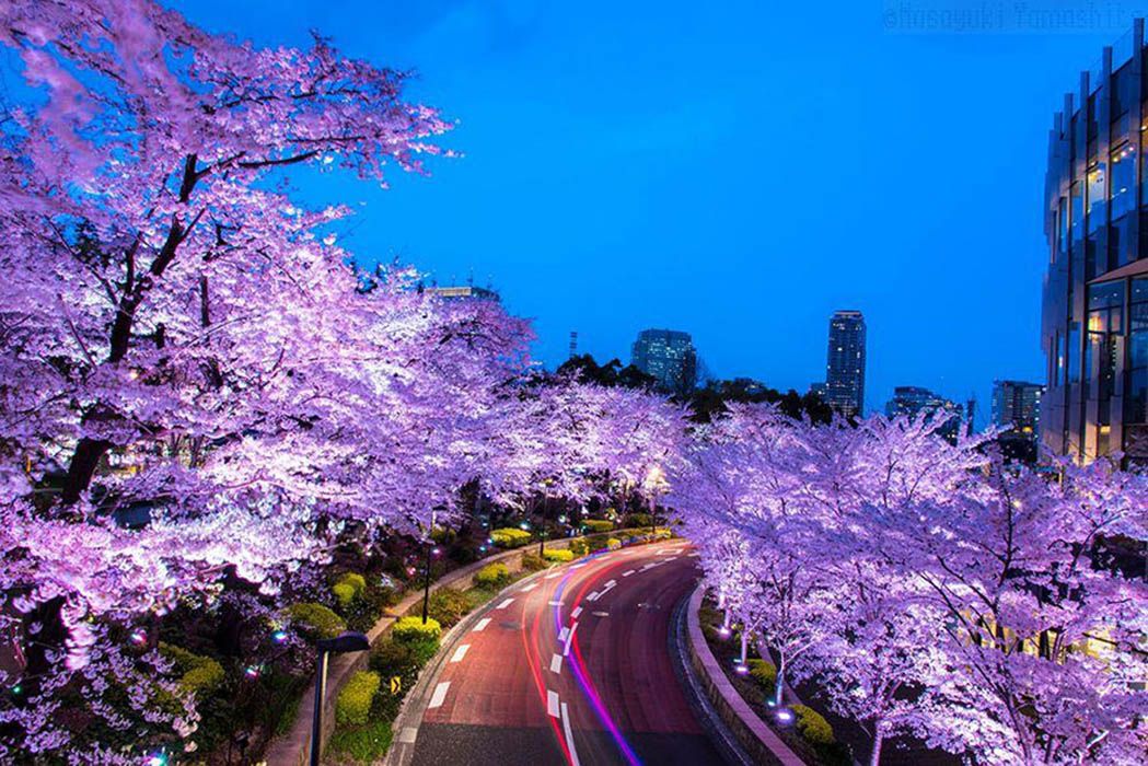 La magia dei ciliegi giapponesi in fiore - immagine 7