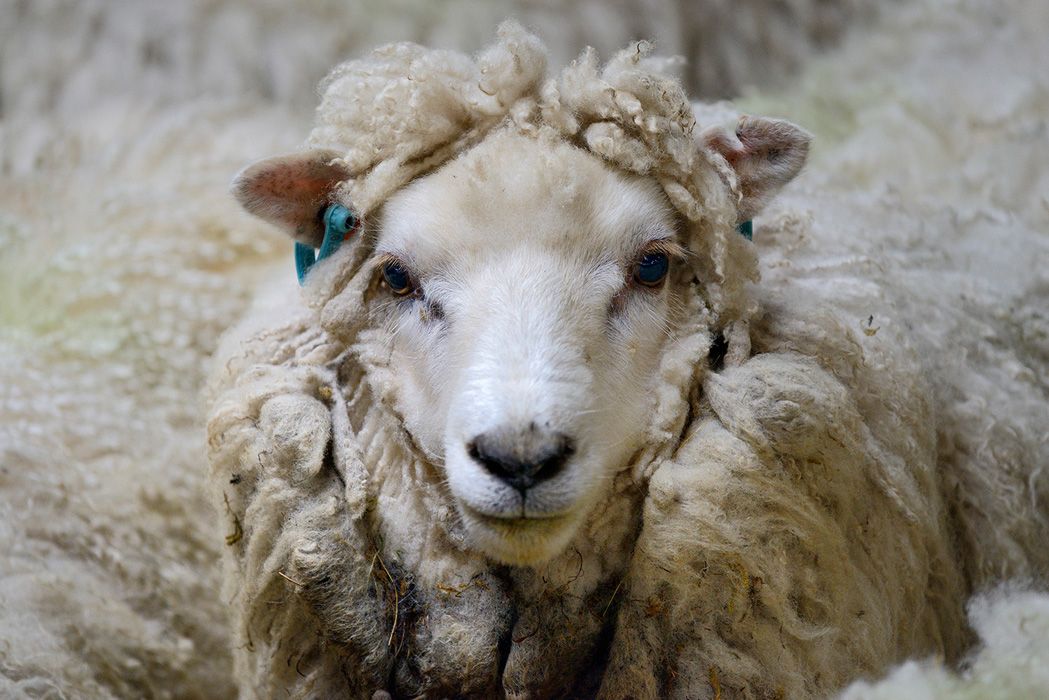 I segreti della lavorazione artigianale della lana pregiata - immagine 6