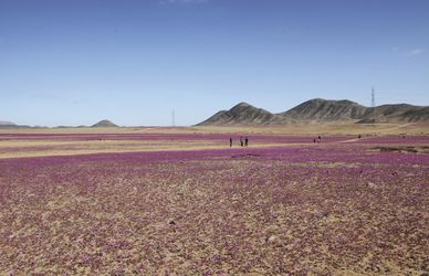 Le immagini pazzesche del deserto di Atacama in Cile… trasformato in un prato fiorito