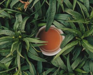 Tutto sul puer: il tè cinese post-fermentato che fa bene alla salute