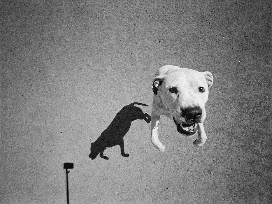 Le ombre dei cani in un&#8217;originale raccolta di immagini - immagine 13
