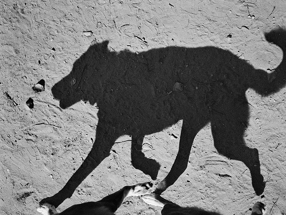 Le ombre dei cani in un&#8217;originale raccolta di immagini - immagine 2