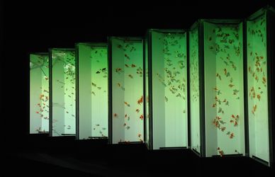 Art Aquarium: l’arte degli acquari giapponesi tra storia e natura
