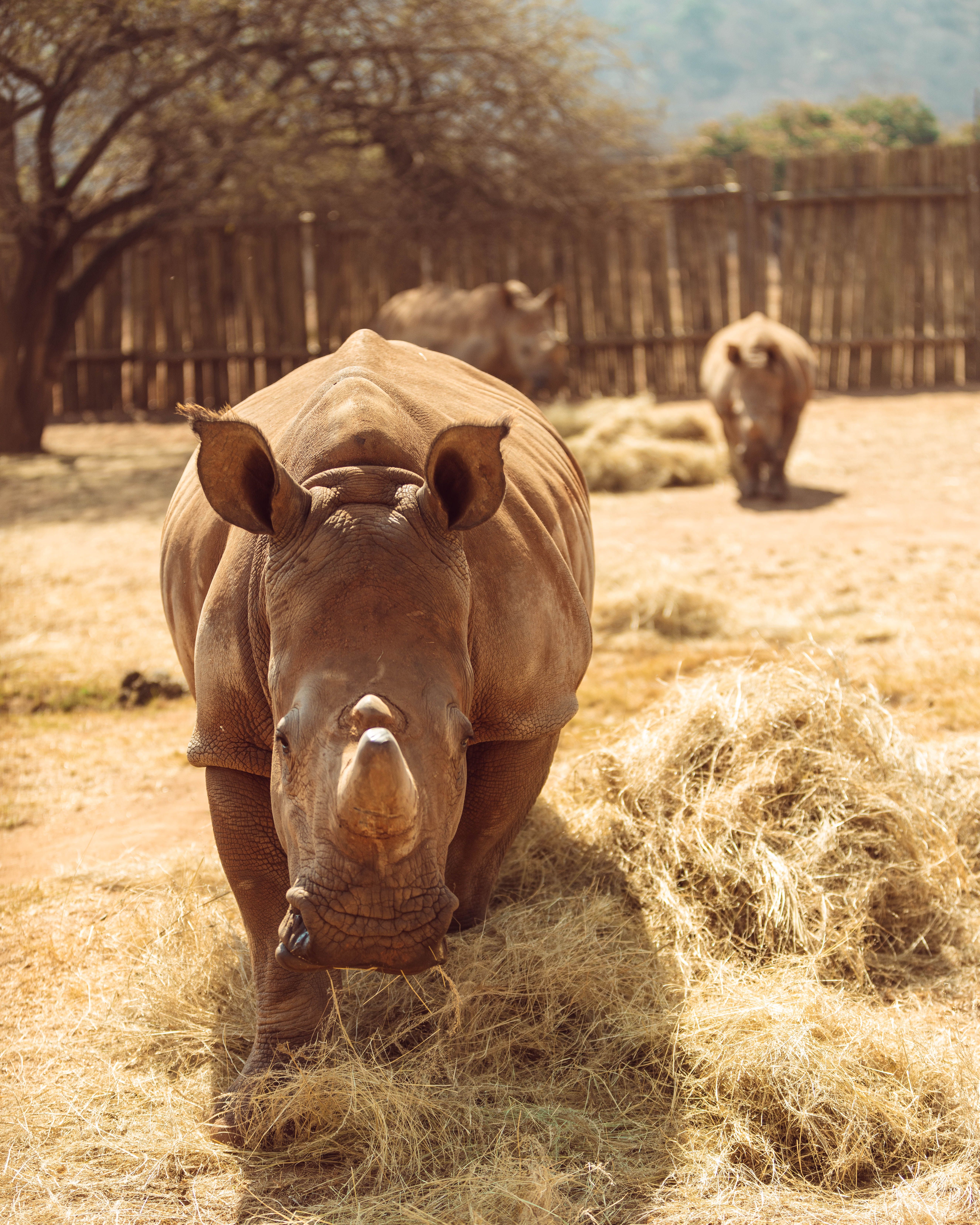 Hublot e Sorai: un orologio per salvare i rinoceronti- immagine 3