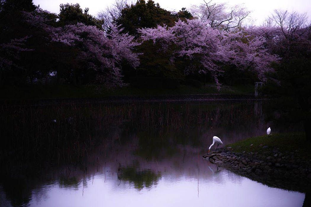 La magia dei ciliegi giapponesi in fiore - immagine 5