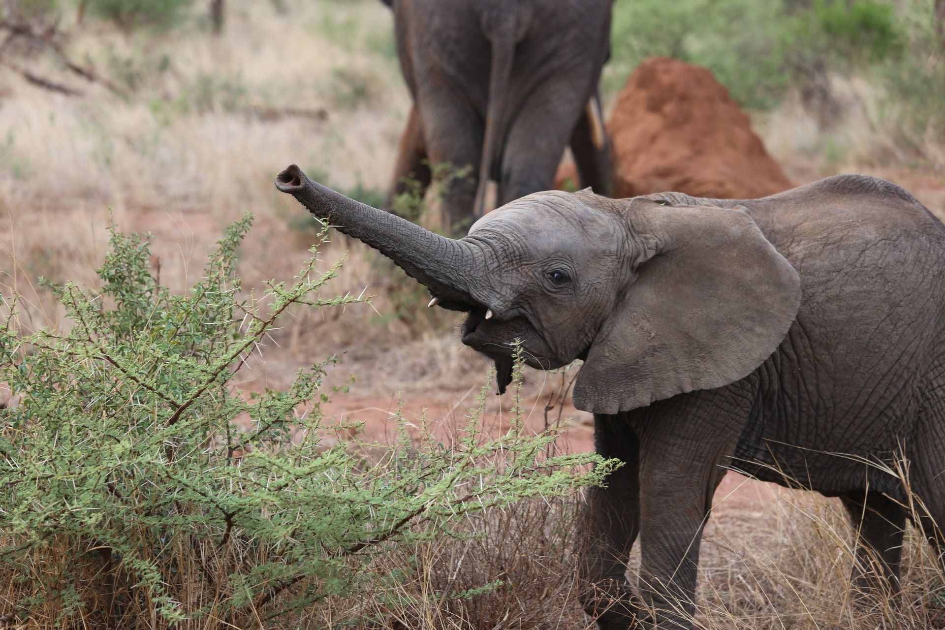 Come diventare un ranger per proteggere gli animali africani - immagine 7