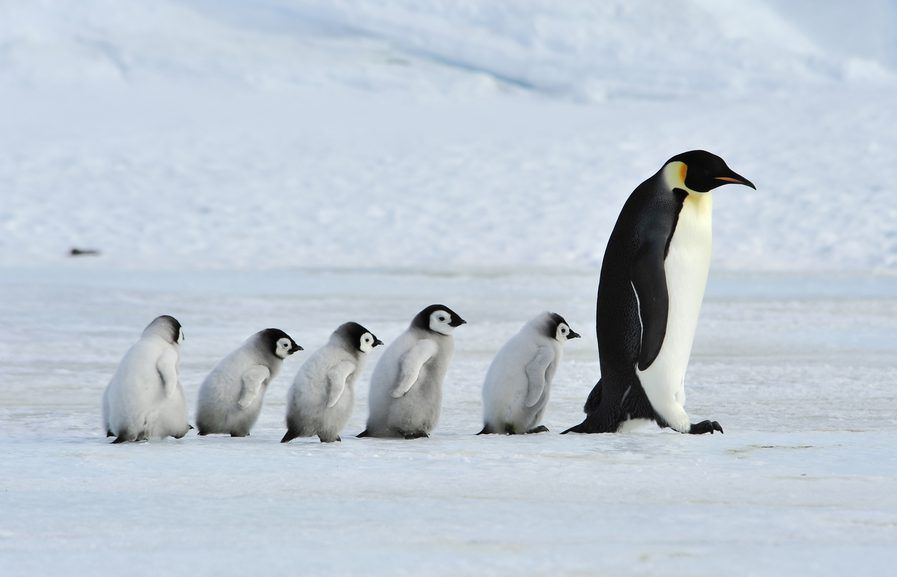 La marcia dei pinguini documentari animali