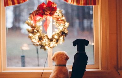 Natale 2022: idee regalo per gli amanti degli animali