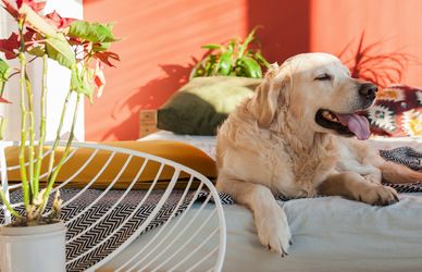 Estate da cani: 10 consigli per sopravvivere al caldo