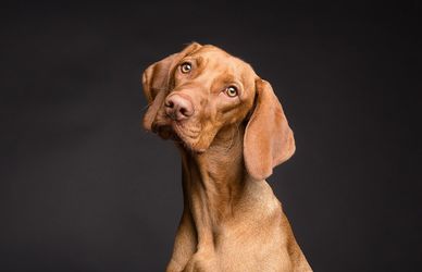 Pet Mania, dieci nuove professioni per lavorare con gli animali