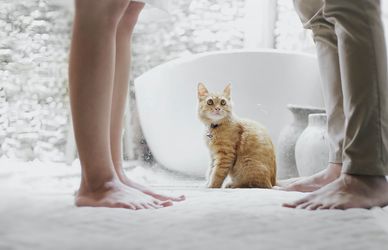 C’è un gatto tra noi… 10 domande all’esperta