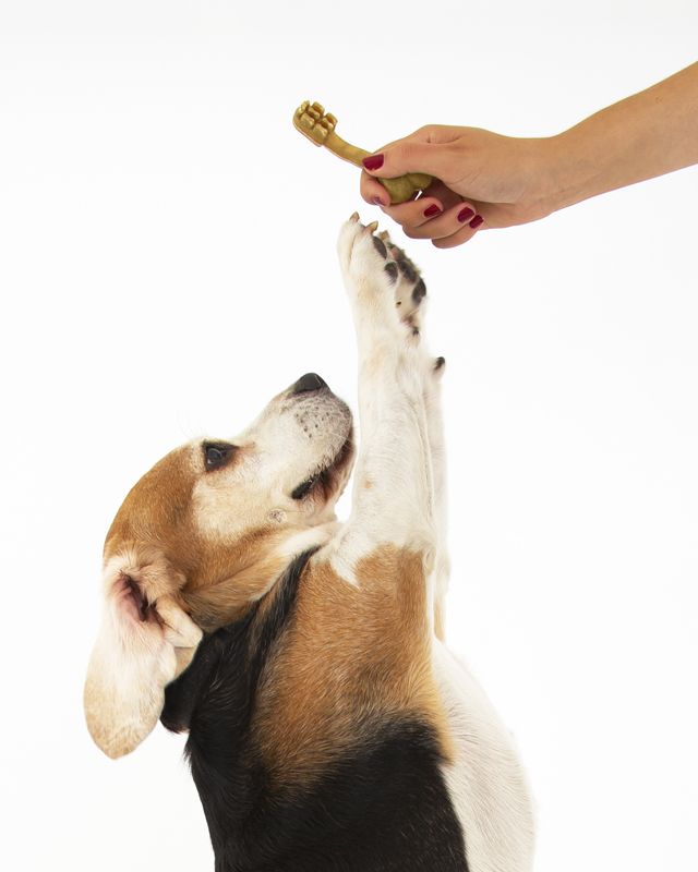 I migliori gadget per cani dal regalare nel National Pet Day - immagine 8