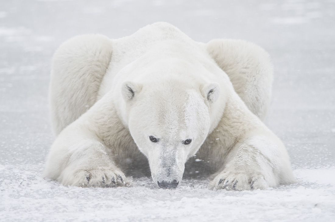 Le più belle immagini di Artico - immagine 6