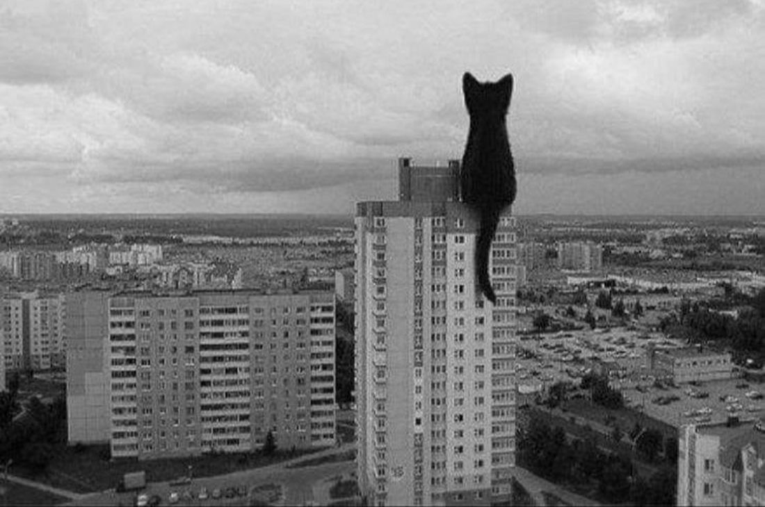 Da Isotta Catfluencer a Gatto Morto: le star feline del web - immagine 2