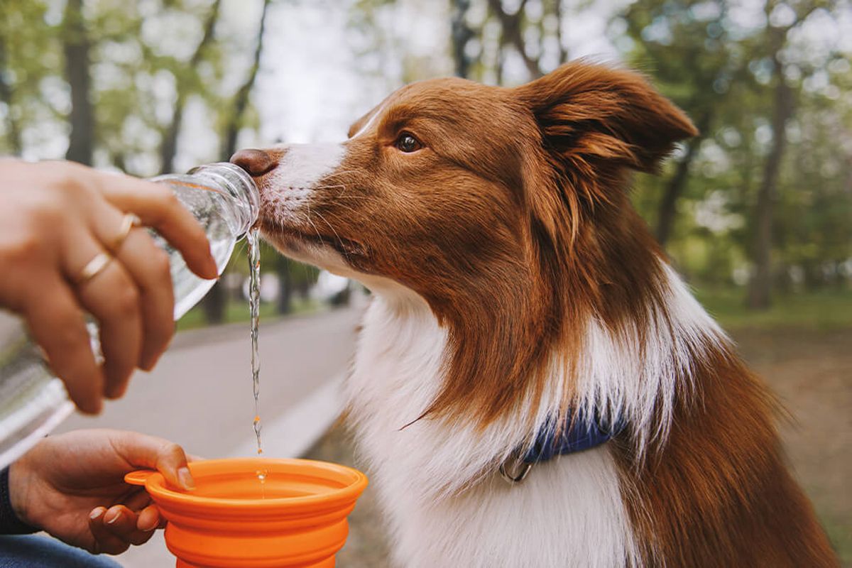 I migliori gadget per cani dal regalare nel National Pet Day - immagine 10