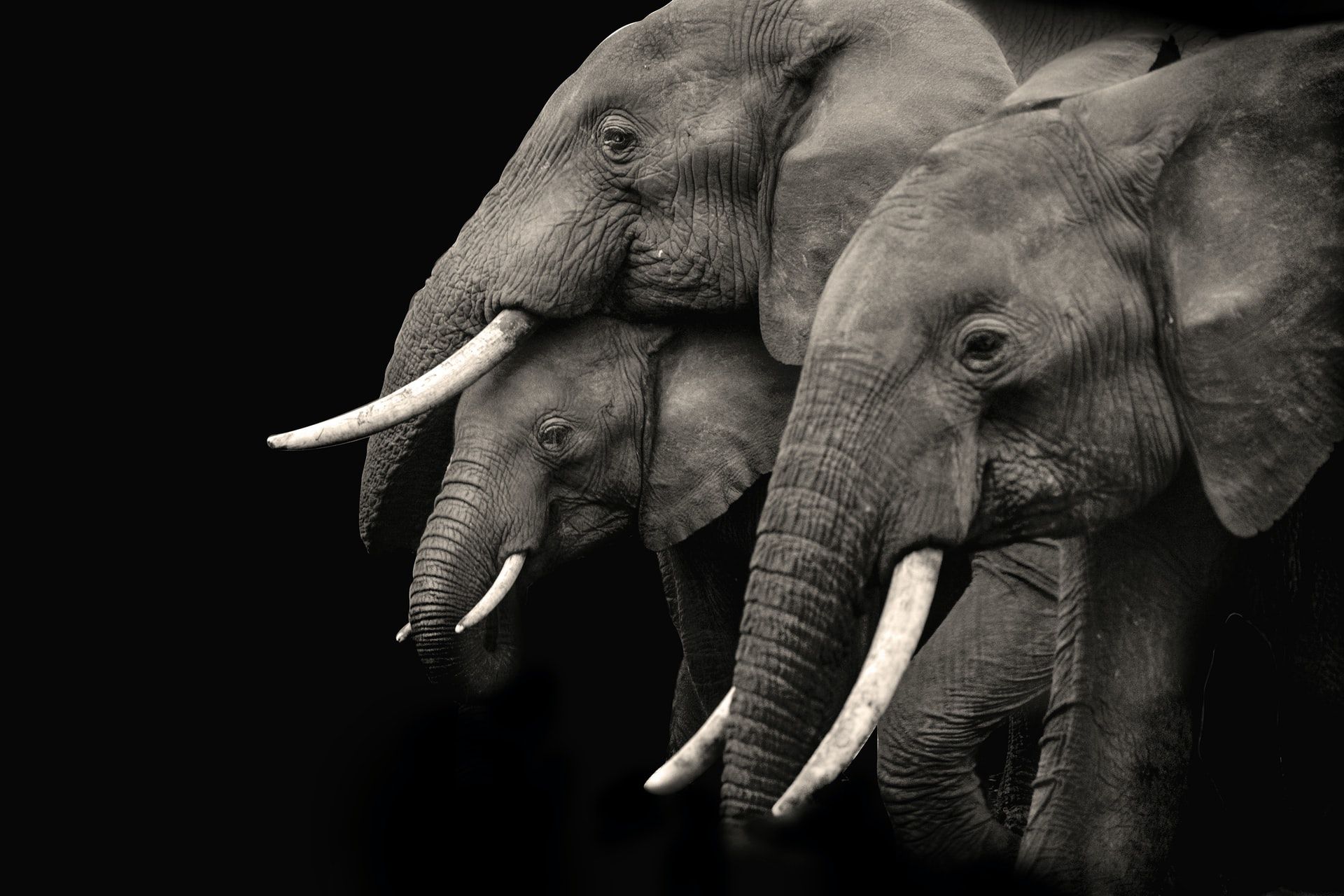 Giornata Mondiale dell&#8217;elefante, ecco perché celebrarla - immagine 4