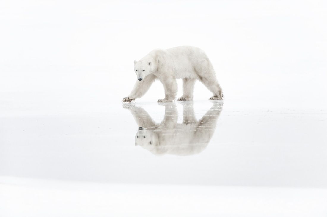 Le più belle immagini di Artico - immagine 2