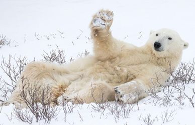 The Comedy Wildlife Photography Awards: il lato comico degli animali