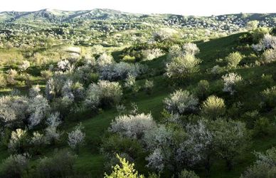 Le foreste di meli selvatici del Kazakistan vincono il Premio Benetton