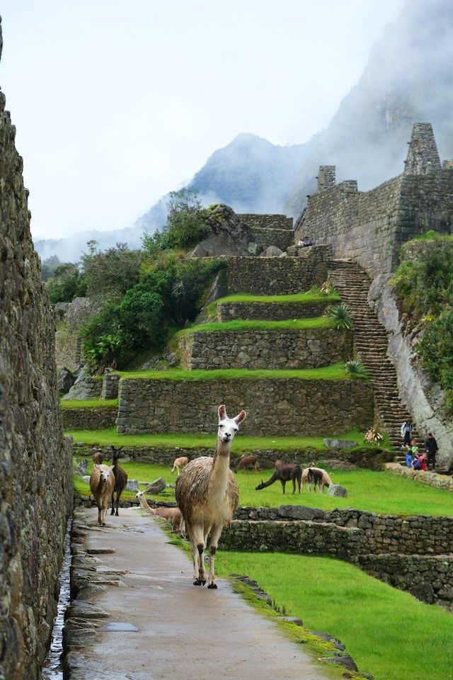 Machu Picchu e il vero Indiana Jones: 112 anni oggi, la scoperta &#8220;casuale&#8221; della città perduta degli Inca- immagine 3