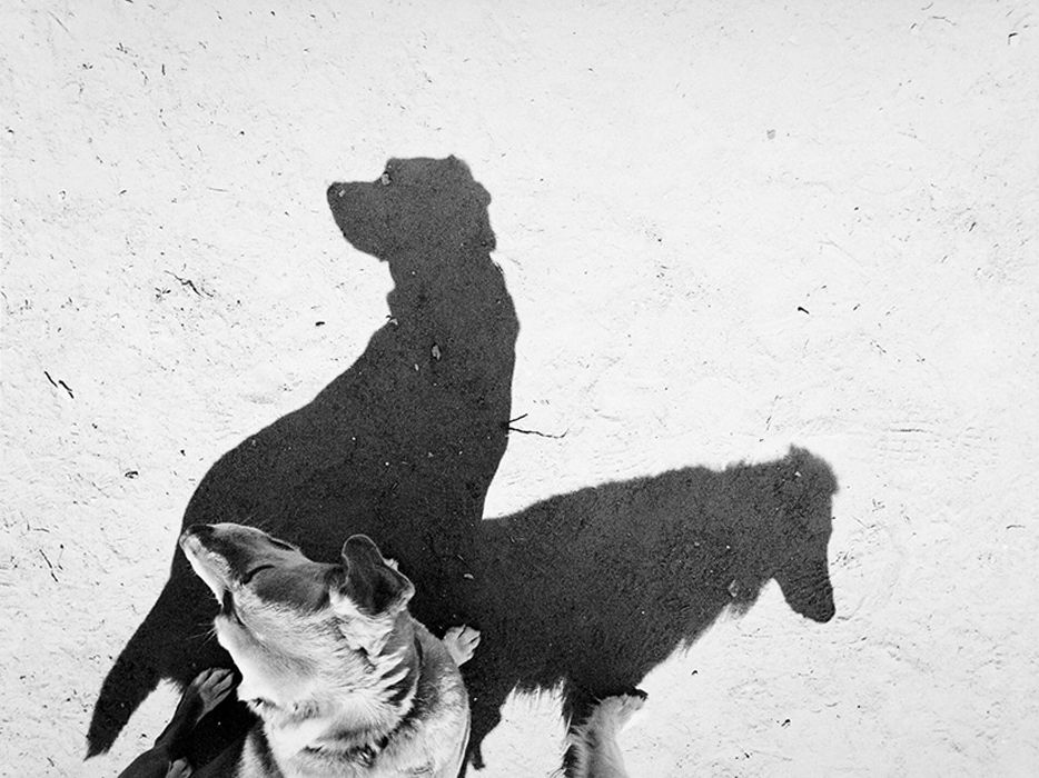 Le ombre dei cani in un&#8217;originale raccolta di immagini - immagine 9