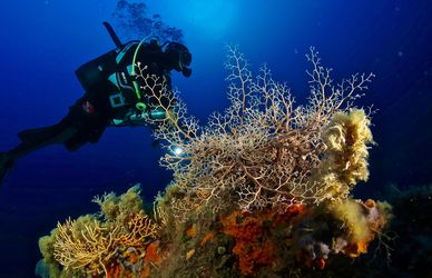 Un soggiorno all’Elba val pure un’immersione! 10 siti consigliati per fare diving