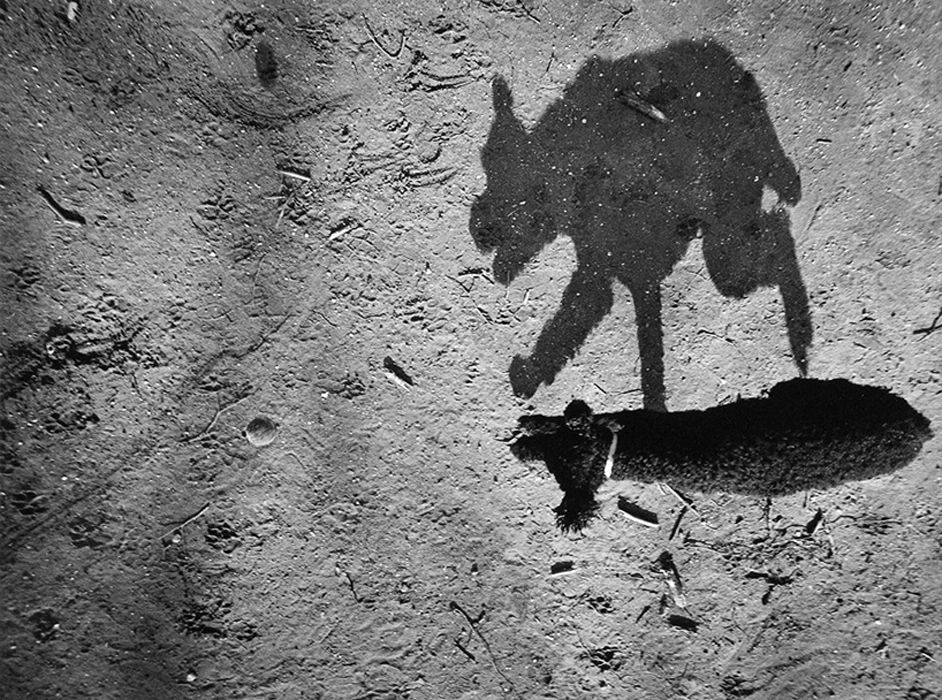 Le ombre dei cani in un&#8217;originale raccolta di immagini - immagine 8