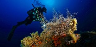 Un soggiorno all’Elba val pure un’immersione! 10 siti consigliati per fare diving