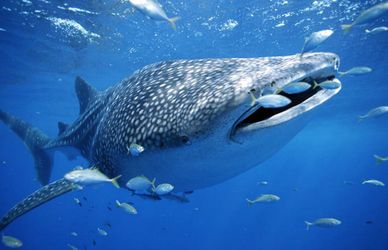 Dall’Australia alle Maldive: ecco dove nuotare con gli squali
