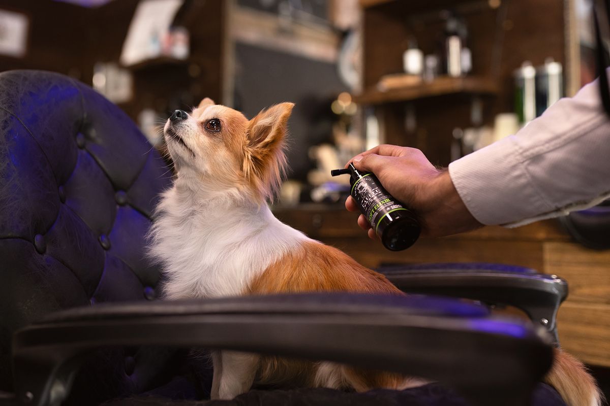 I migliori gadget per cani dal regalare nel National Pet Day - immagine 5