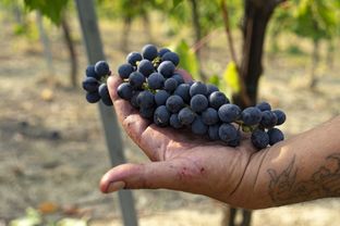 Vendemmia e cosmetici: i benefici dell’uva per la pelle