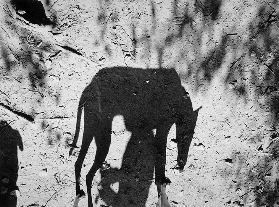 Le ombre dei cani in un&#8217;originale raccolta di immagini - immagine 4