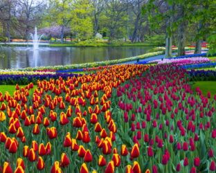 Keukenhof: il più grande parco di tulipani del mondo compie 75 anni