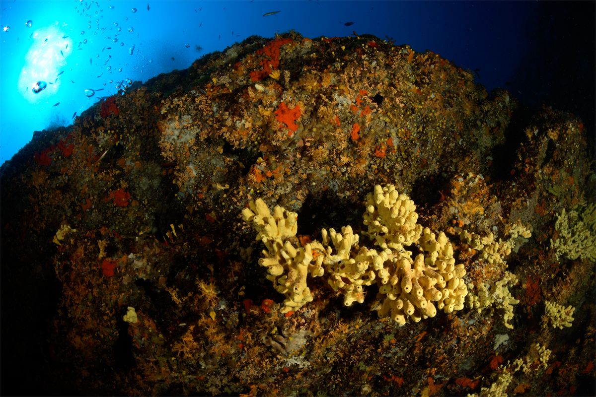 1-diving-isola-elba