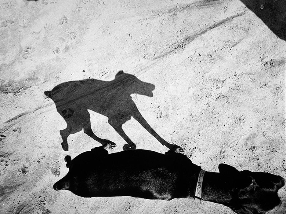 Le ombre dei cani in un&#8217;originale raccolta di immagini- immagine 1