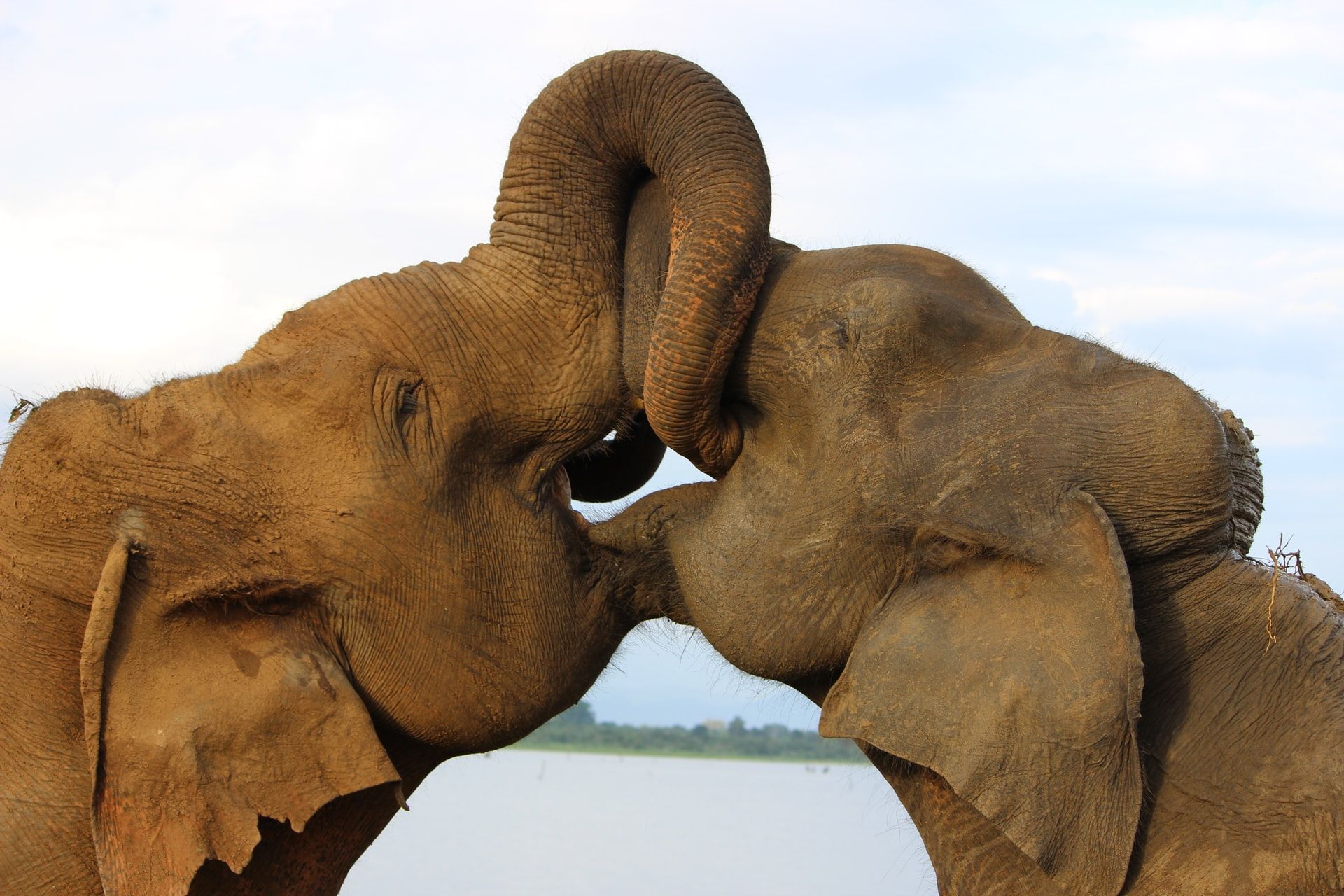 Giornata Mondiale dell&#8217;elefante, ecco perché celebrarla - immagine 2