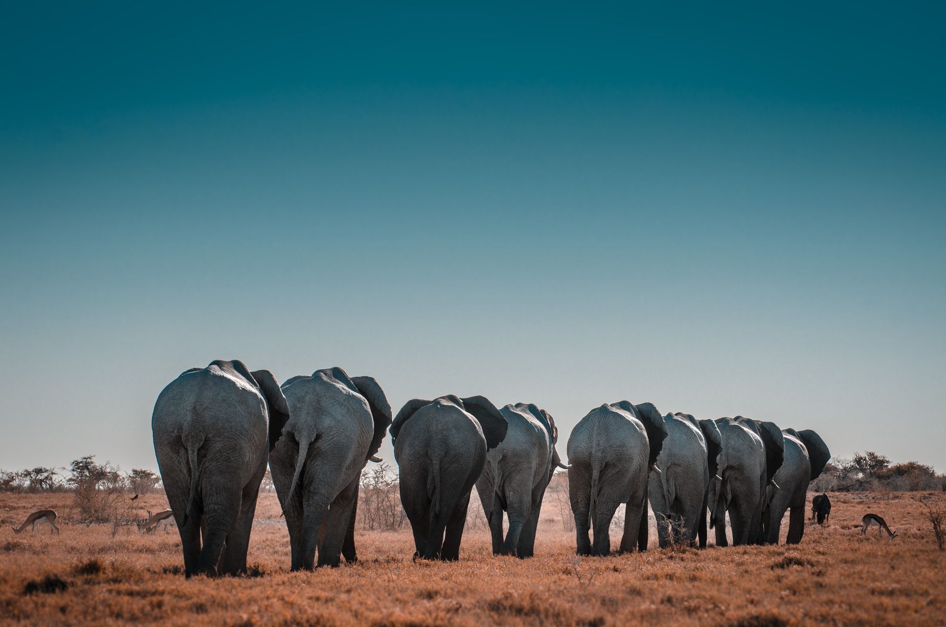 Giornata Mondiale dell&#8217;elefante, ecco perché celebrarla - immagine 8