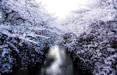 La magia dei ciliegi giapponesi in fiore