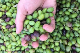 I nuovi sommelier dell’olio extravergine d’oliva