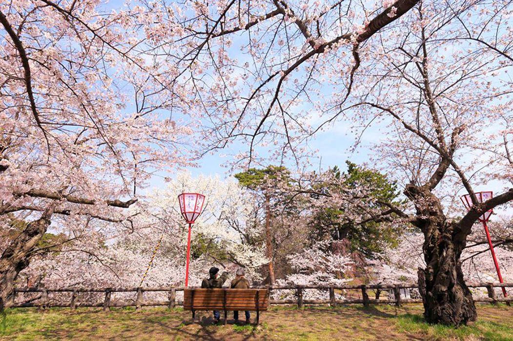 La magia dei ciliegi giapponesi in fiore - immagine 8