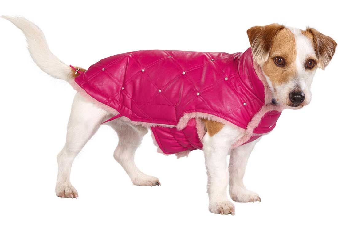 Moda per cani: i must per l&#8217;autunno/inverno 2021/22 - immagine 7