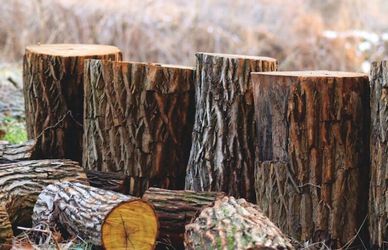 Profumi legnosi: scaldano la pelle durante l’inverno