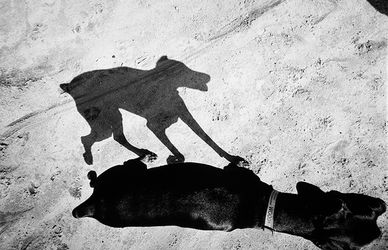 Le ombre dei cani in un’originale raccolta di immagini