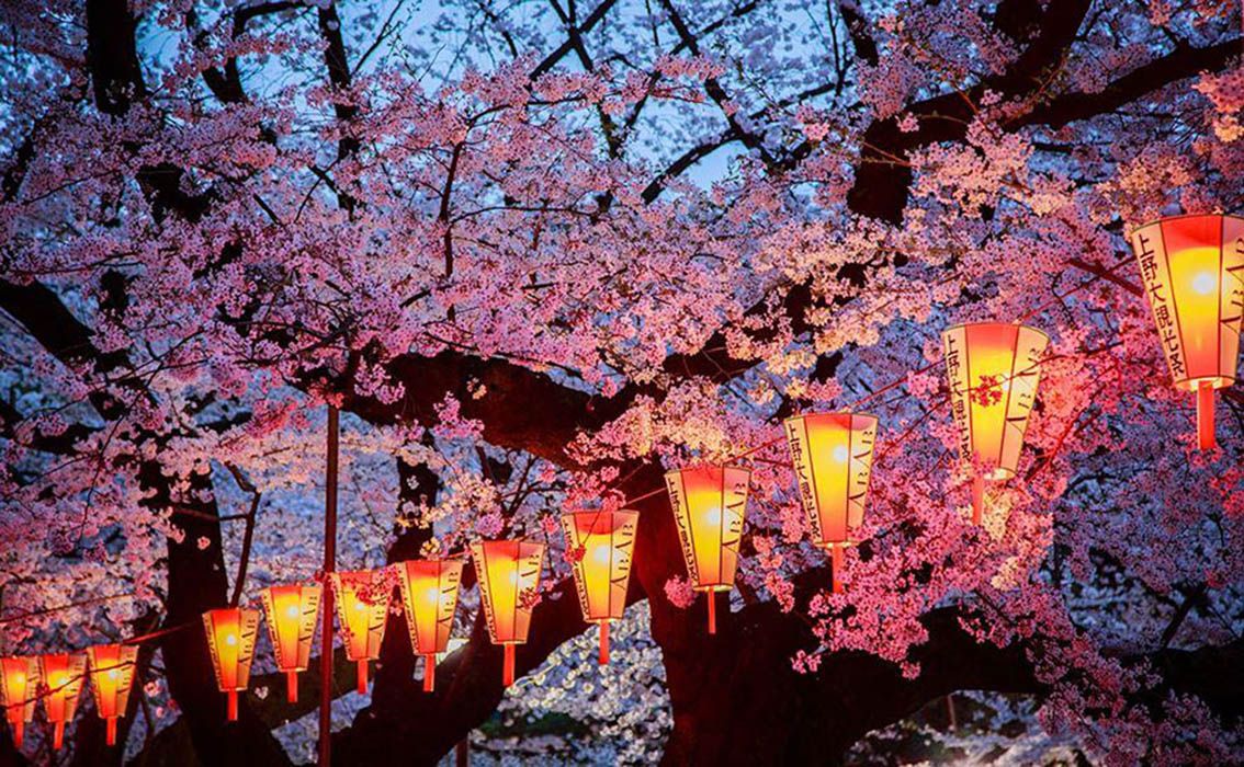 La magia dei ciliegi giapponesi in fiore - immagine 10
