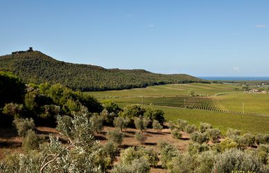 Tour tra le cantine di Bolgheri