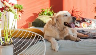 Estate da cani: 10 consigli per sopravvivere al caldo