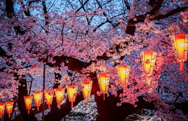 Primavera in Giappone: la magia dei fiori di ciliegio