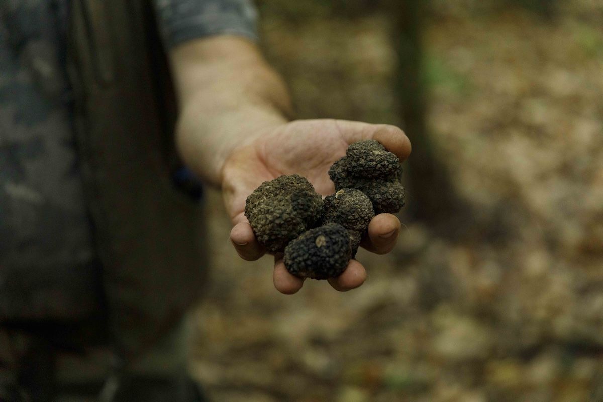 tartufo langhe