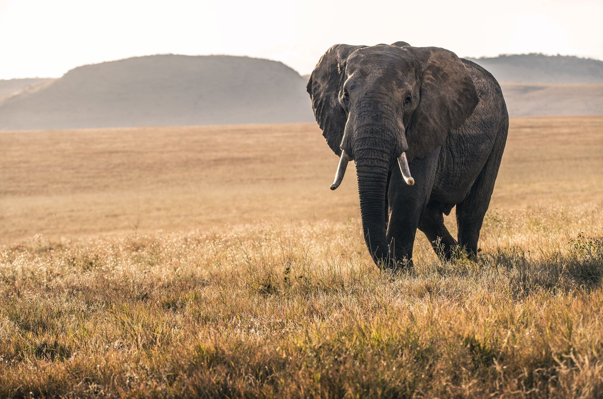 Giornata Mondiale dell&#8217;elefante, ecco perché celebrarla - immagine 11