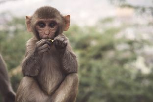 Quali sono i sintomi del vaiolo delle scimmie?
